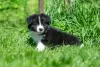 Photo №4. Je vais vendre border collie en ville de Kalouga. de la fourrière - prix - 1000€