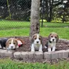 Photos supplémentaires: Deux magnifiques chiots beagle à vendre