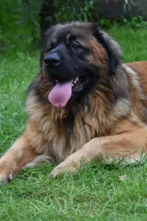 Photos supplémentaires: Chiot leonberger