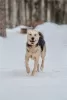 Photos supplémentaires: Le merveilleux chien Denver est entre de bonnes mains.