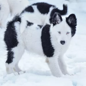 Photo №3. Chiot husky Yakut. Ukraine