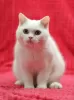 Photo №1. british shorthair - à vendre en ville de Magnitogorsk | négocié | Annonce № 102883