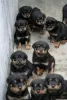 Photo №1. rottweiler - à vendre en ville de Bremerhaven | 106€ | Annonce №129637