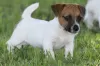 Photo №1. jack russell terrier - à vendre en ville de Erfurt | Gratuit | Annonce №105444