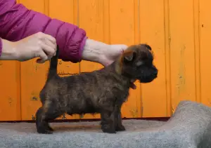 Photos supplémentaires: Chiots à vendre Kern terrier 13.06.2019g naissance.