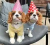 Photo №1. cavalier king charles spaniel - à vendre en ville de Kingston | négocié | Annonce №51360