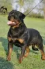 Photo №1. rottweiler - à vendre en ville de Zrenjanin | négocié | Annonce №95989