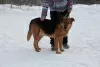 Photos supplémentaires: Le merveilleux chien Steve rêve d'un foyer.