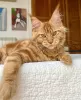 Photo №1. maine coon - à vendre en ville de Colorado Springs | 284€ | Annonce № 103252