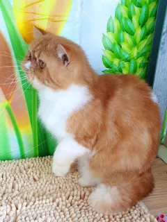 Photo №4. Je vais vendre exotic shorthair en ville de Tiraspol. de la fourrière - prix - 200€