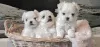 Photo №1. bichon maltais - à vendre en ville de Афины | Gratuit | Annonce №8027