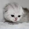 Photo №2 de l'annonce № 10547 de la vente scottish fold - acheter à Kazakhstan annonce privée, de la fourrière, éleveur