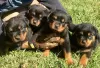 Photo №1. rottweiler - à vendre en ville de Berlin | Gratuit | Annonce №125351