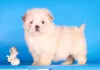 Photos supplémentaires: Maltipoo F1 chiots filles mini