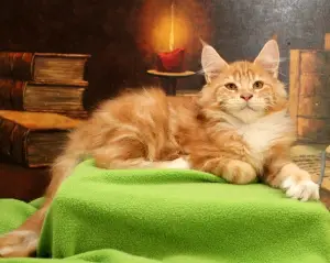 Photo №1. maine coon - à vendre en ville de Saint-Pétersbourg | Négocié | Annonce № 3052