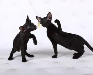 Photo №4. Je vais vendre oriental shorthair en ville de Kiev. annonce privée, de la fourrière, éleveur - prix - 544€