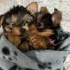 Photo №1. yorkshire terrier - à vendre en ville de Rotterdam-Albrandswaard | 480€ | Annonce №116180