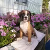 Photo №3. Test de santé ADN des chiots Boxer. Allemagne