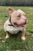 Photo №3. American Bully Pocket Trois Couleurs Merle. Serbie