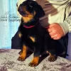 Photo №3. Chiots Rottweiler femelles et mâles. Serbie