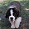 Photos supplémentaires: Chiots de classe d'exposition Saint-Bernard