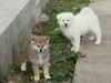 Photos supplémentaires: Akita japonais, chiots