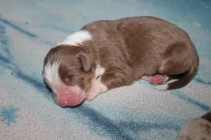 Photos supplémentaires: Chiots berger australien