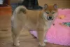 Photo №3. Beautiful shiba inu. L'Autriche