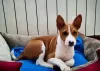 Photo №1. basenji - à vendre en ville de Berlin | négocié | Annonce №109157