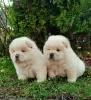 Photo №1. chow-chow - à vendre en ville de Belgrade | négocié | Annonce №127753