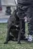 Photos supplémentaires: Chiots Cane Corso