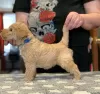 Photo №3. Chiots Lakeland Terrier. Fédération de Russie