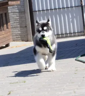 Photo №4. Je vais vendre malamute de l'alaska en ville de Minsk. de la fourrière - prix - Négocié