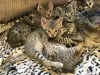 Photos supplémentaires: Chatons Savannah passionnés avec pedigree à vendre à des foyers bienveillants