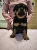 Photo №3. Vendre des chiots Rottweiler avec pedigree KSU de parents de pedigree. Ukraine