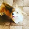 Photo №4. Je vais vendre welsh corgi en ville de Samara. éleveur - prix - 457€