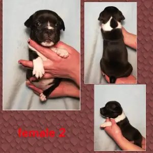 Photo №4. Je vais vendre staffordshire bull terrier en ville de Bobruisk. annonce privée - prix - 674€