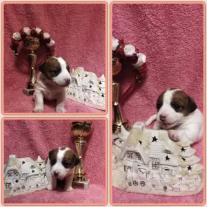 Photo №2 de l'annonce № 1262 de la vente jack russell terrier - acheter à Fédération de Russie annonce privée