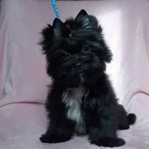 Photo №1. yorkshire terrier - à vendre en ville de Minsk | 800€ | Annonce №6140