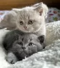 Photo №1. british shorthair - à vendre en ville de Tallinn | Gratuit | Annonce № 127194