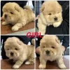 Photo №1. chow-chow - à vendre en ville de Genk | 400€ | Annonce №131476