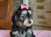 Photo №1. cavalier king charles spaniel - à vendre en ville de Busko-Zdrój | 645€ | Annonce №56031