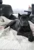 Photo №4. Je vais vendre cane corso en ville de Brest. annonce privée - prix - 231€