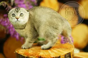 Photo №1. scottish fold - à vendre en ville de Vologda | 215€ | Annonce № 2857