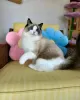 Photo №1. ragdoll - à vendre en ville de Москва | négocié | Annonce № 121717