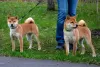 Photos supplémentaires: Chiots Shiba Inu