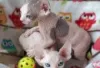 Photo №3. chatons sans cheveux sphynx à vendre. La finlande