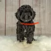 Photos supplémentaires: Superbes chiots Goldendoodle