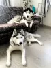 Photos supplémentaires: Chiots husky aux yeux bleus pure race à vendre!