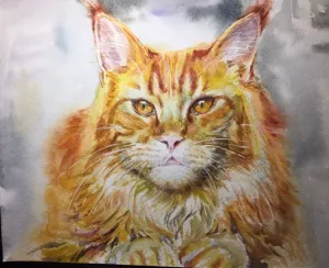 Photo №1. maine coon - à vendre en ville de Sébastopol | 244€ | Annonce № 5983